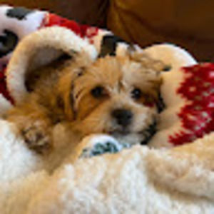 Meet your Posher, Bernice